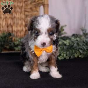 Kricket, Mini Bernedoodle Puppy